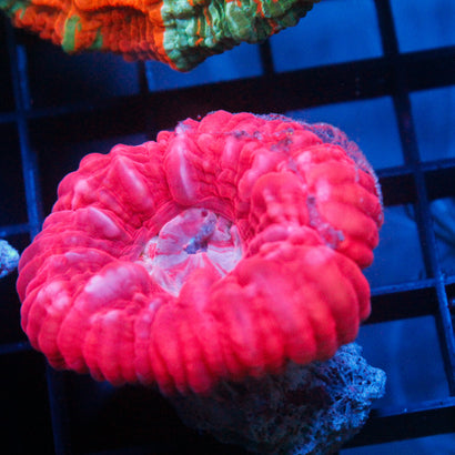 JC Valentine's Day Cynaria