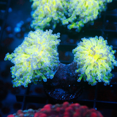 JC Hulk Octospawn