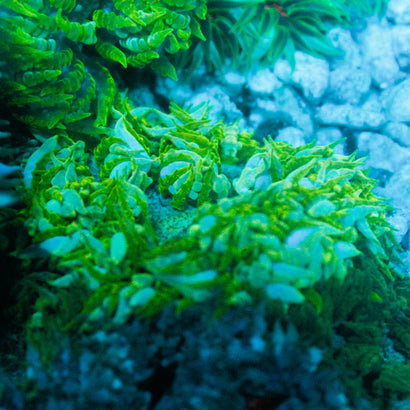 JC Ultra Rock Flower Anemone