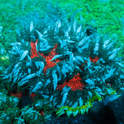 JC Ultra Rock Flower Anemone