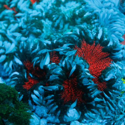 JC Ultra Rock Flower Anemone