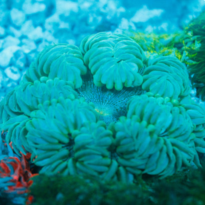 JC Ultra Rock Flower Anemone