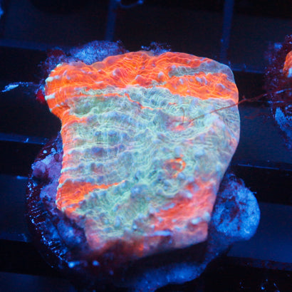 JC Bay Breeze Chalice