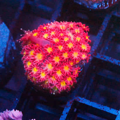 JC Rose Yellow Goni