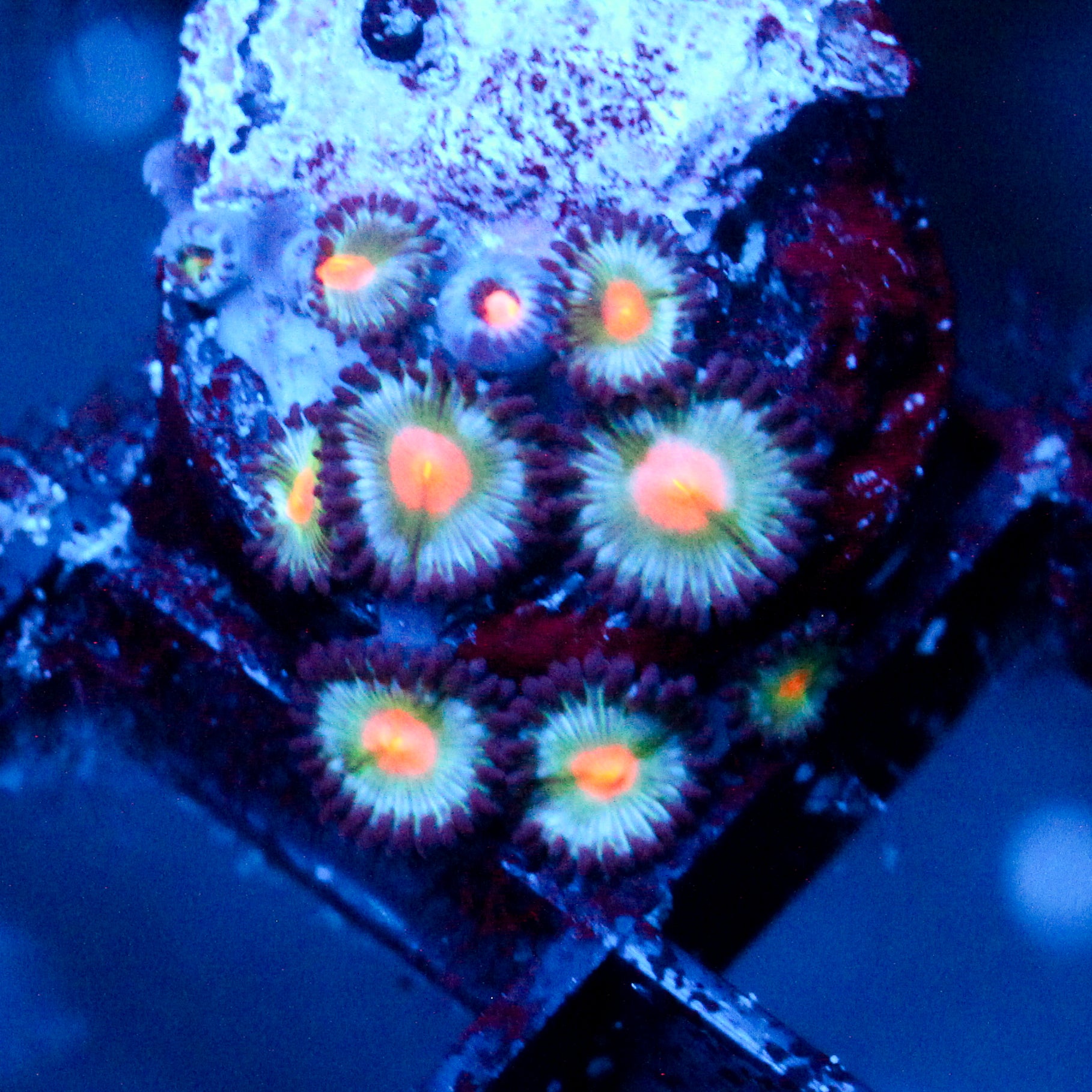 JC Blue Raven Zoanthid