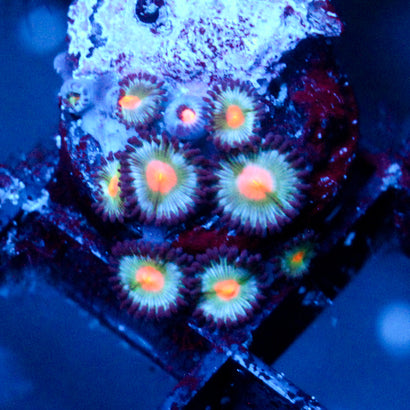 JC Blue Raven Zoanthid