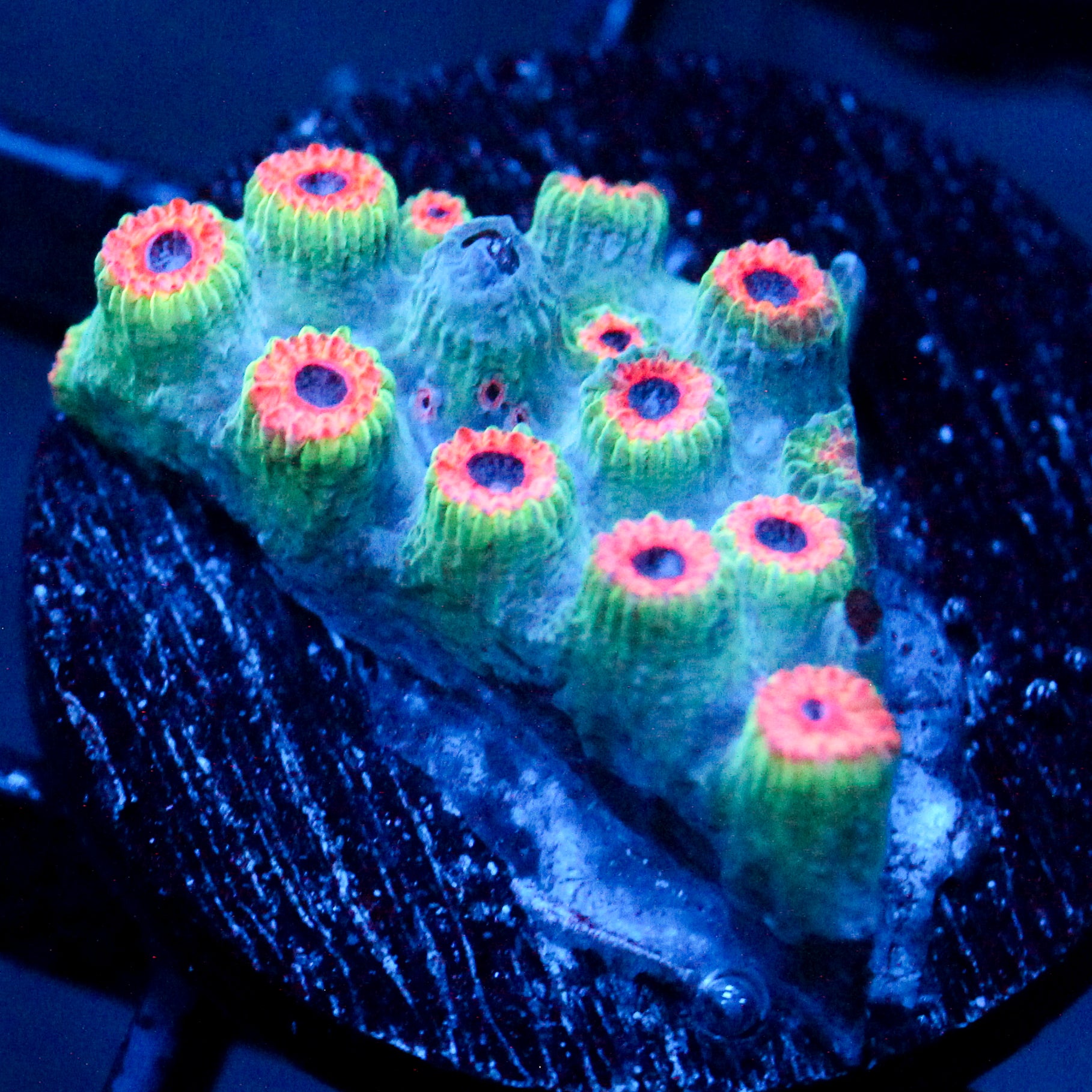 JC Meteor Shower Cyphastrea
