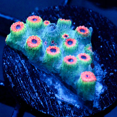 JC Meteor Shower Cyphastrea