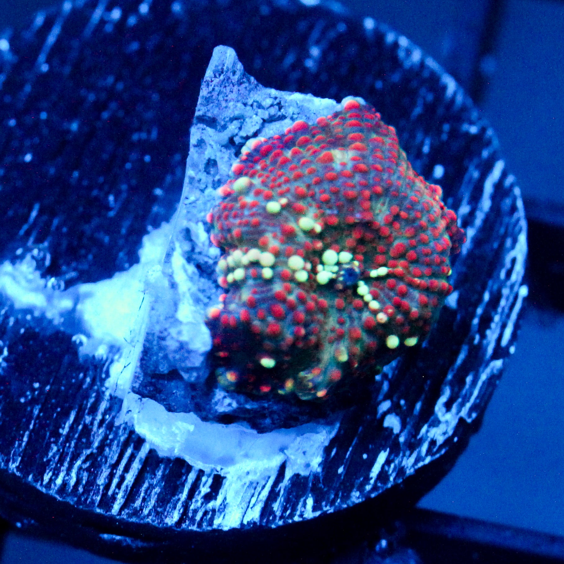JC Stella Discosoma