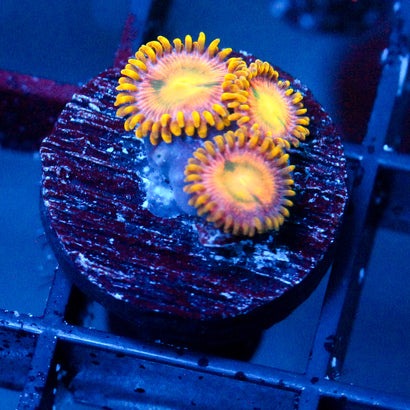 JC Mayan Sun Zoanthid