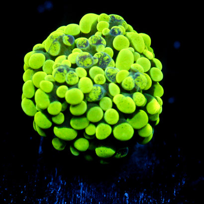 JC Neon Green Splatter Hammer