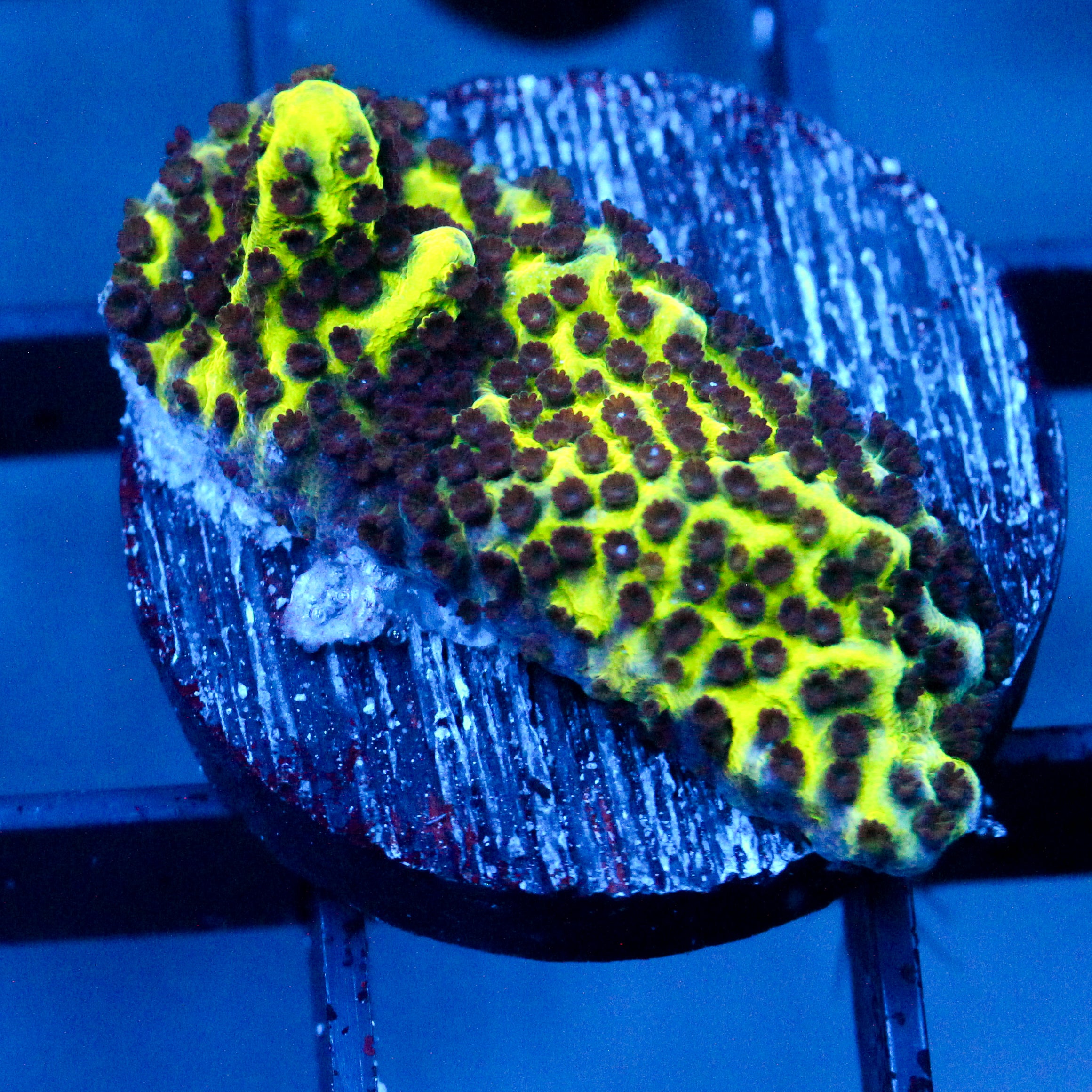 JC Montipora Confusa