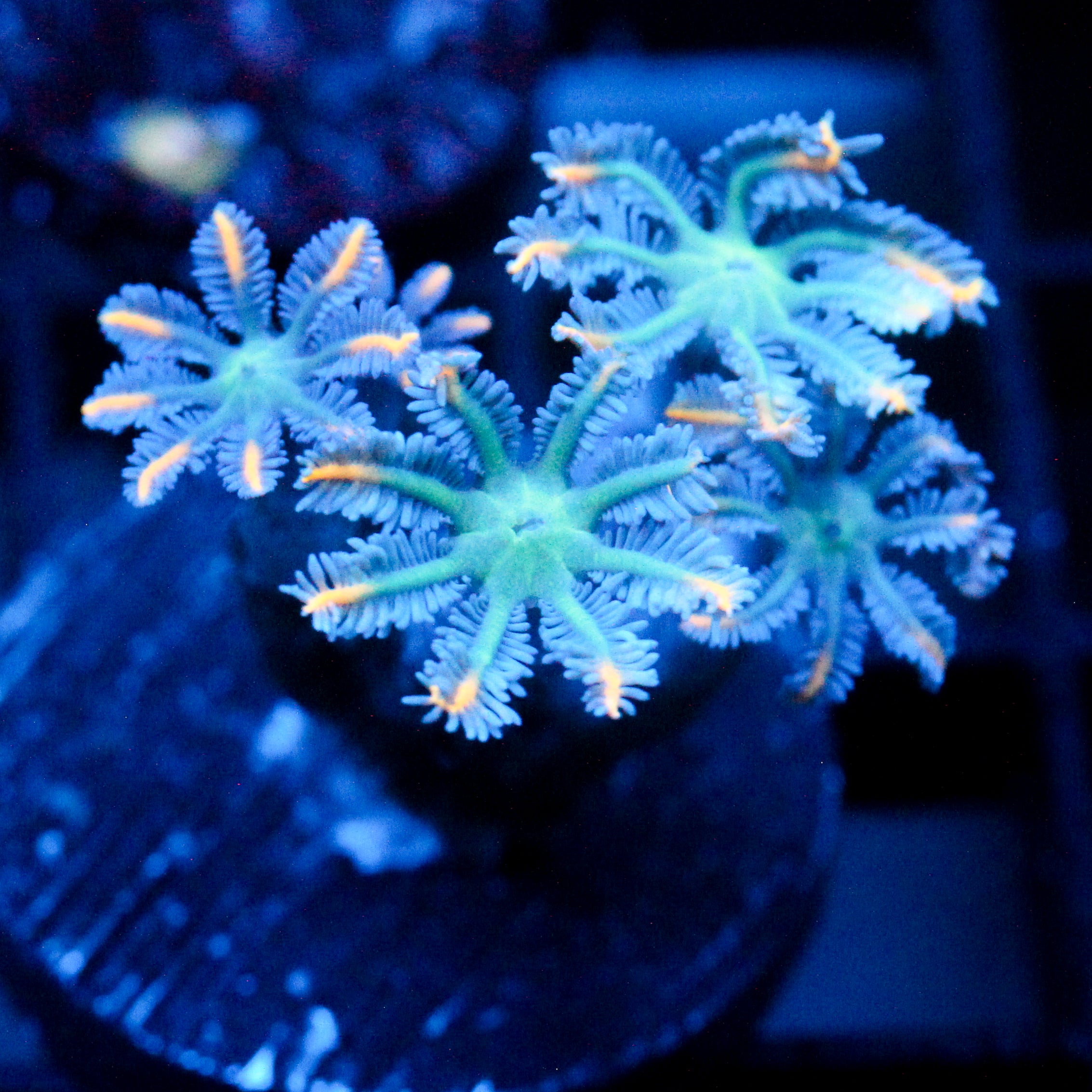 JC Orange Tip Clove Polyp