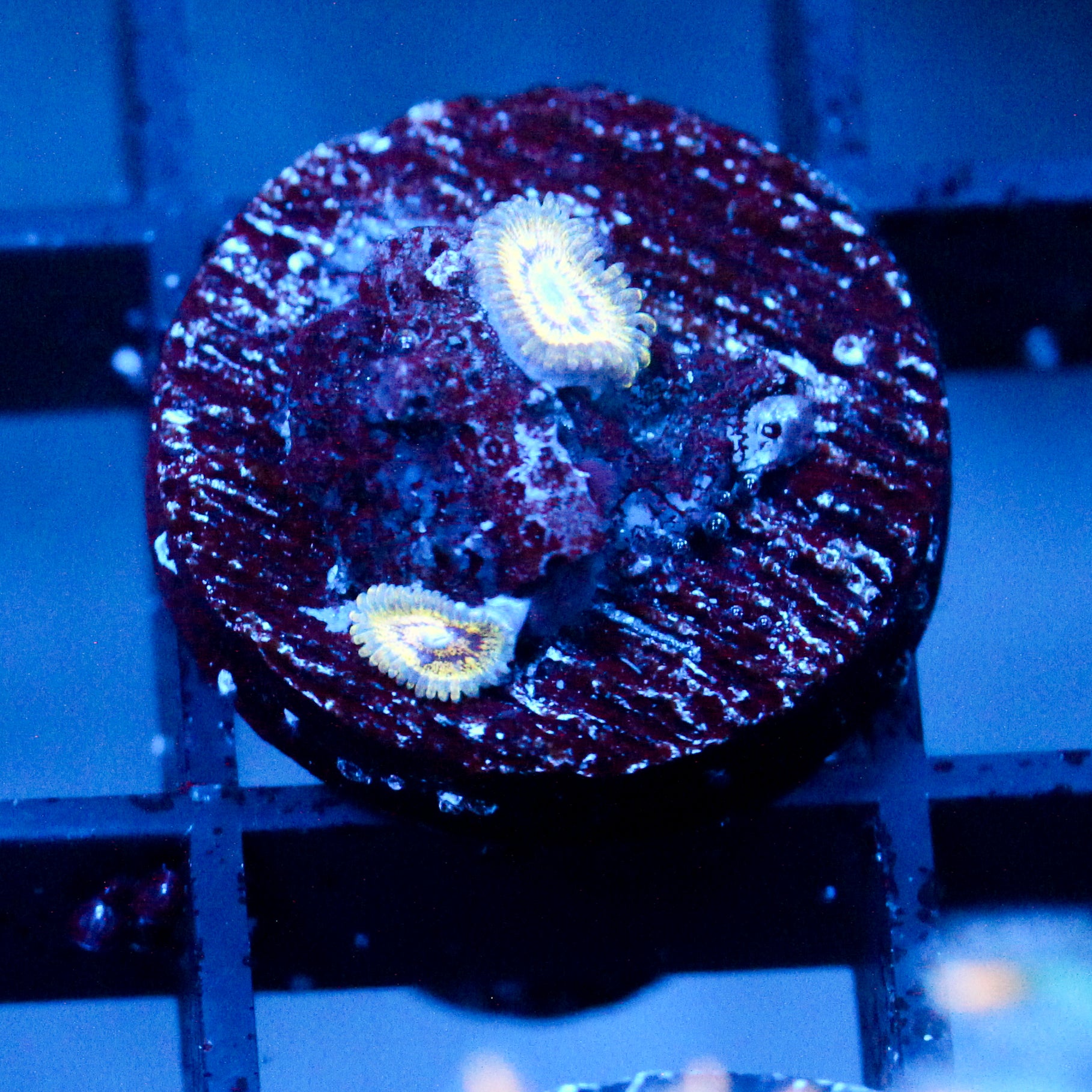 JC White Hole Zoanthid