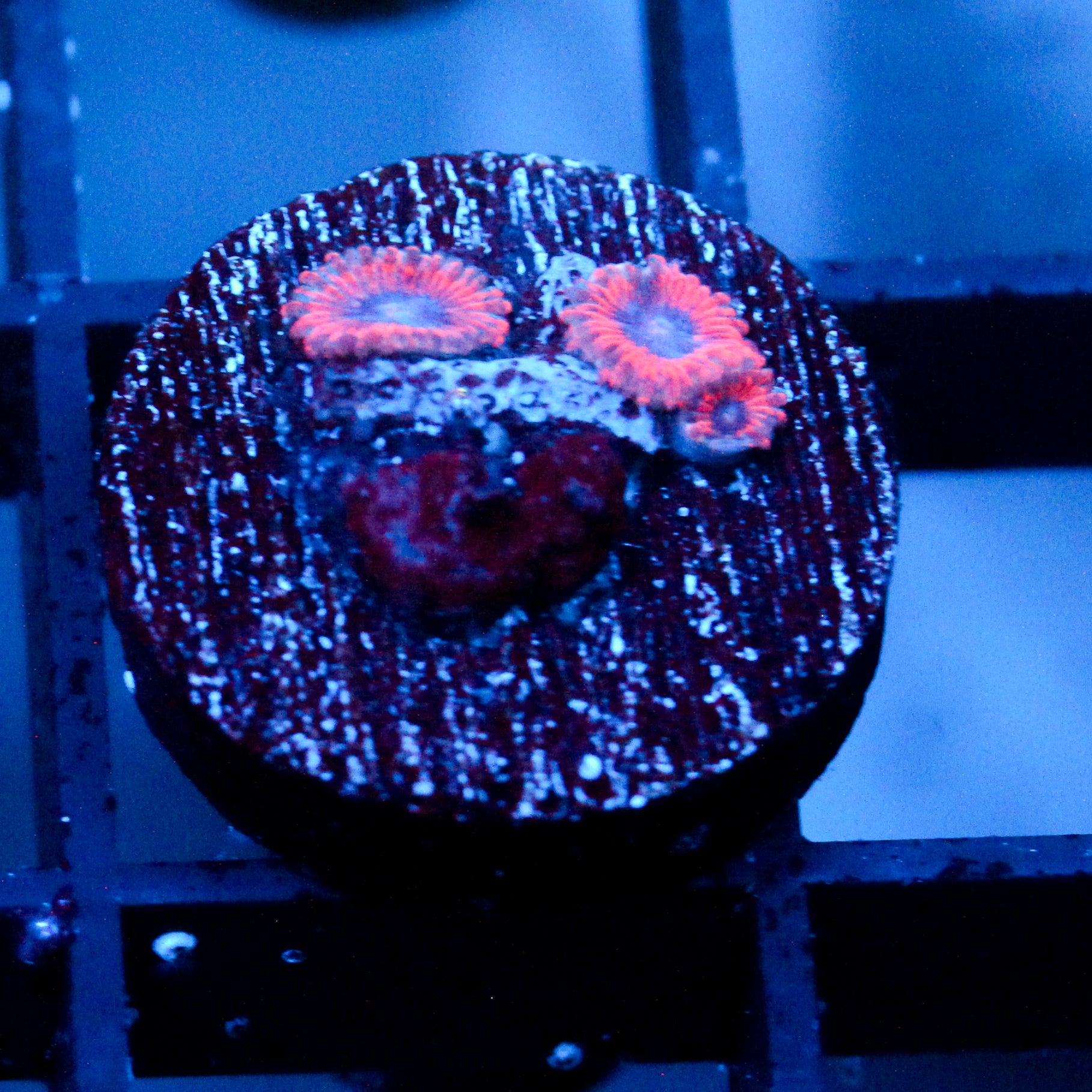 JC Typhloshion Zoanthid