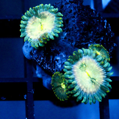 JC Hawaiian Ding Dang Zoanthid