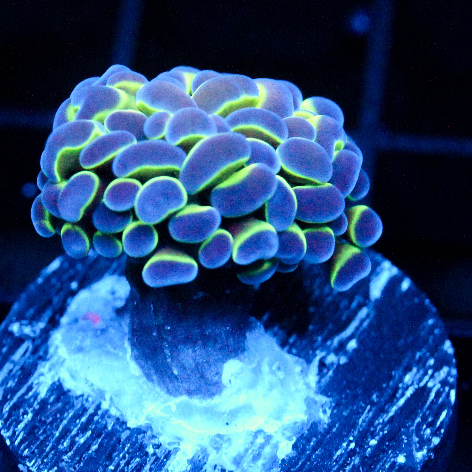 JC Hologram Hammer