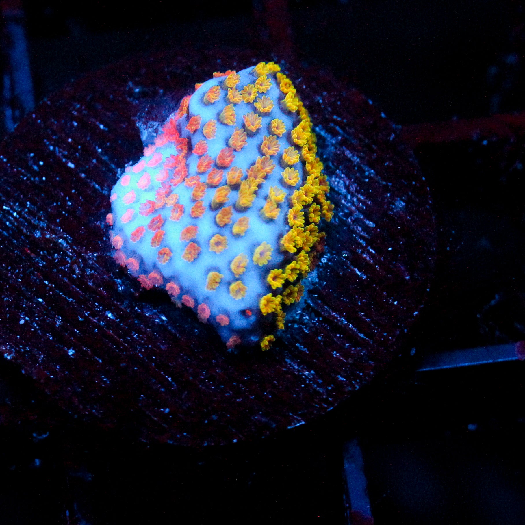 JC Rainbow Montipora