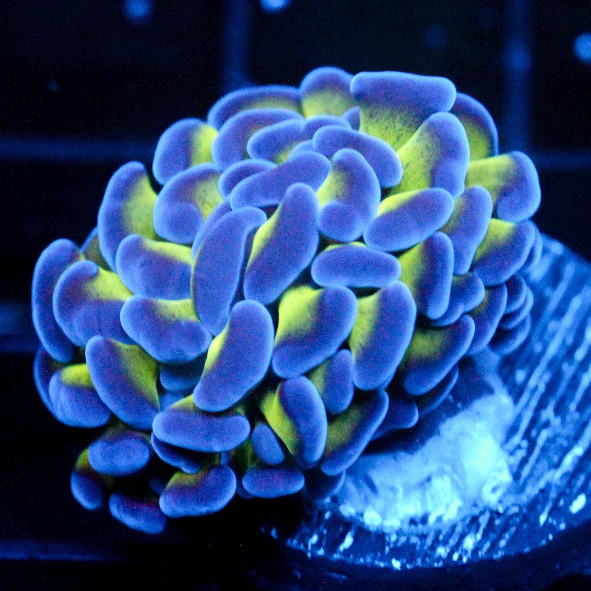 JC Bright one Hammer