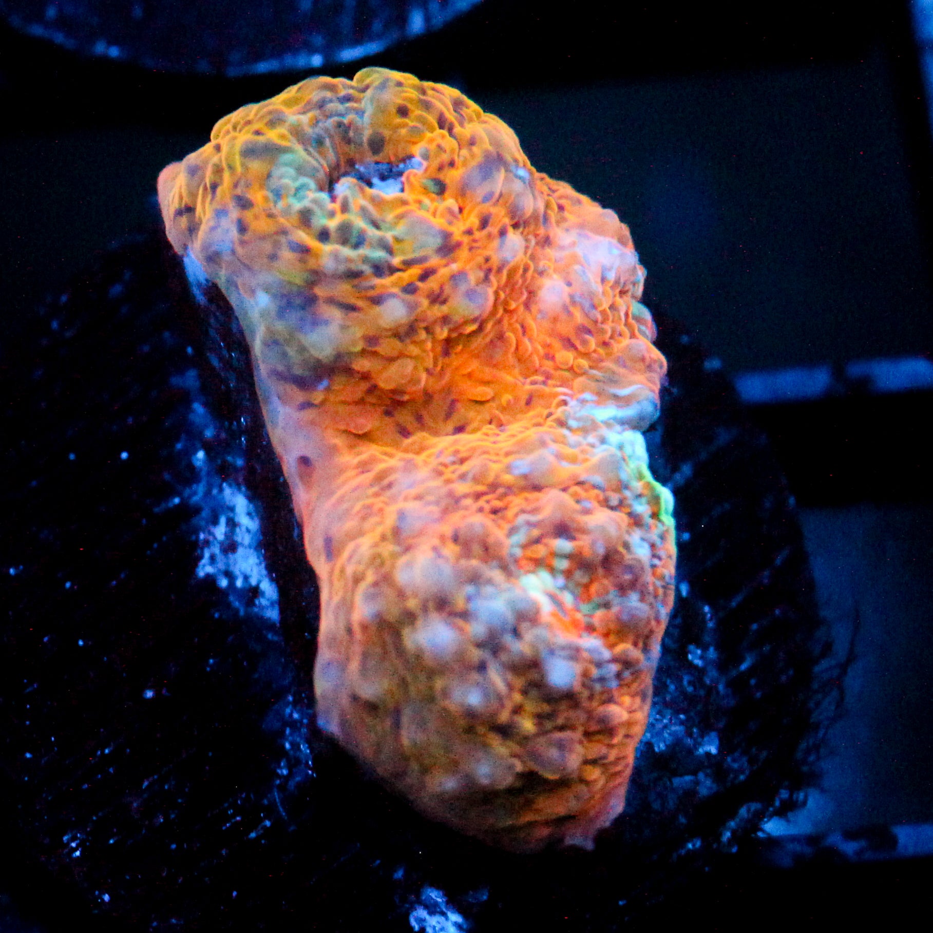 JC Orange Flux Chalice