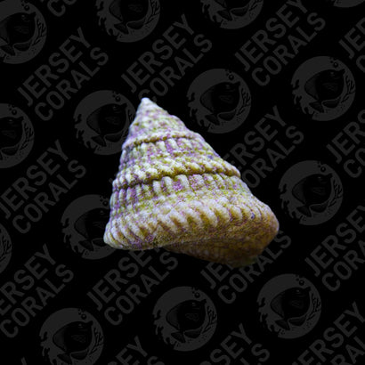 Astrea Snail 5 pack