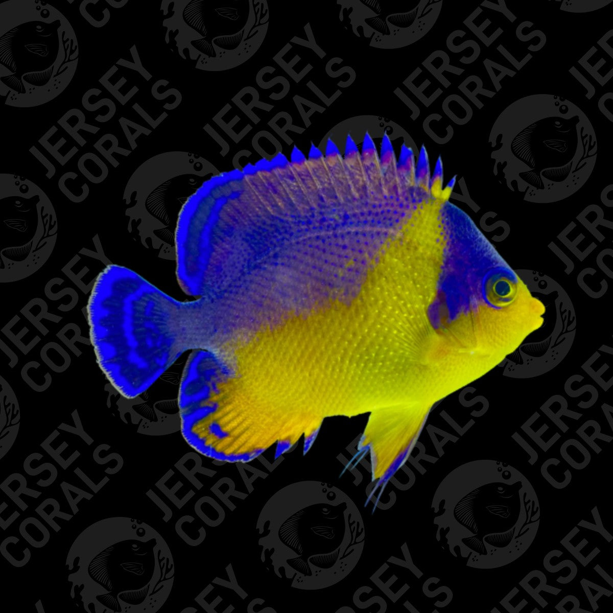 Bali Aquarich Purple Masked Angelfish