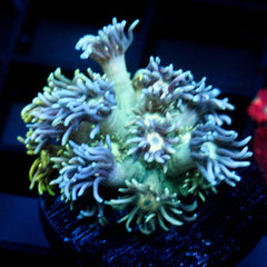 shopify auction