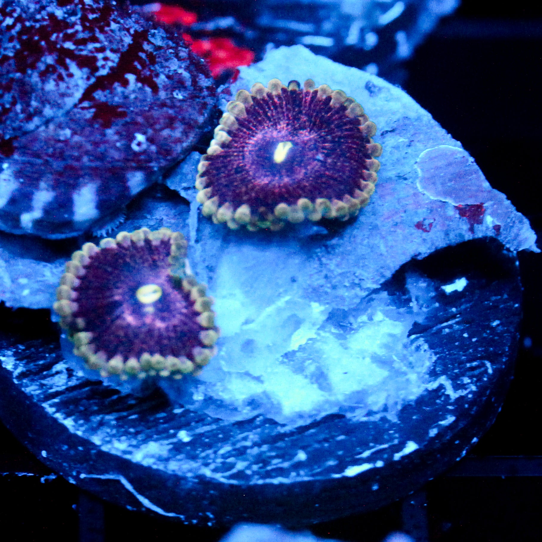 JC Quasar Zoanthids