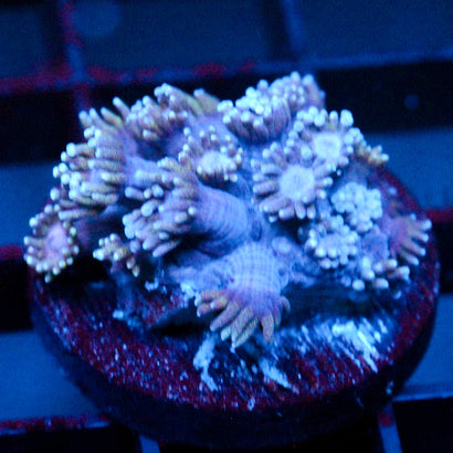 JC Purple Palace Goni