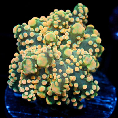 JC Orange Cream Octo