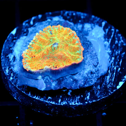JC Solar Decadence Rhodactis