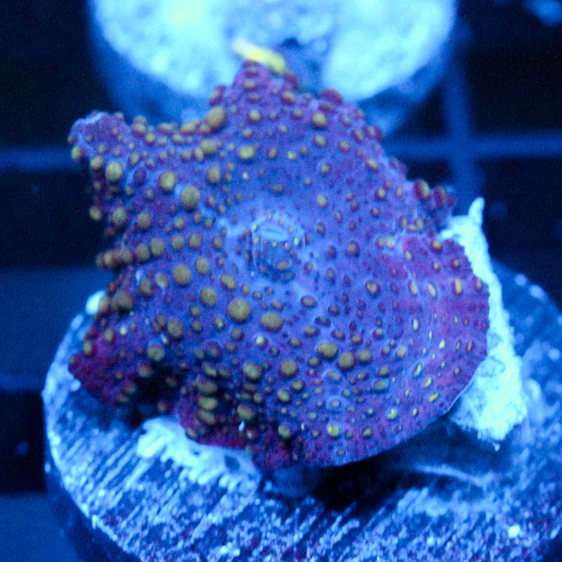 JC Lava Lamo Discosoma
