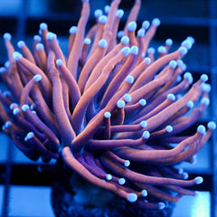 shopify auction