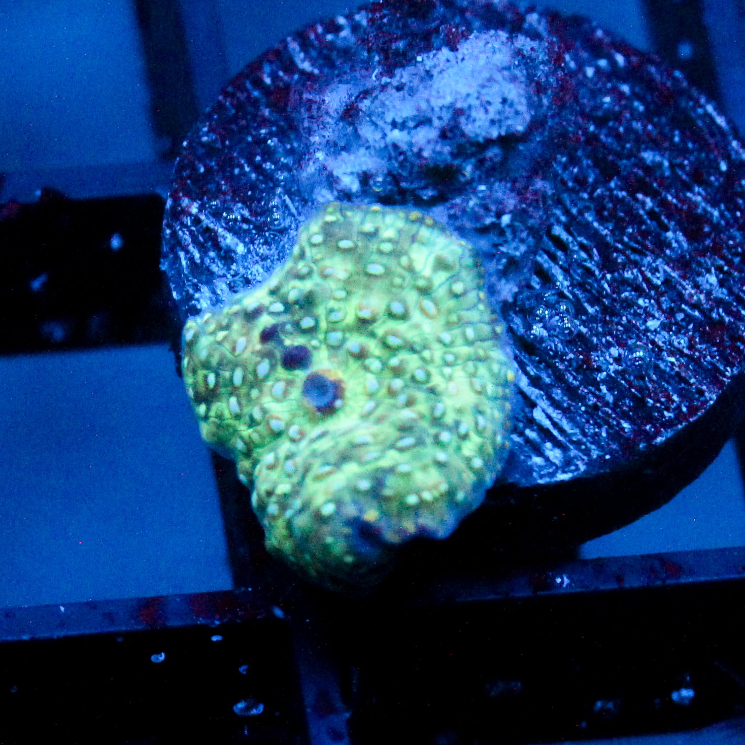 JC Shamrock Shake Discosoma