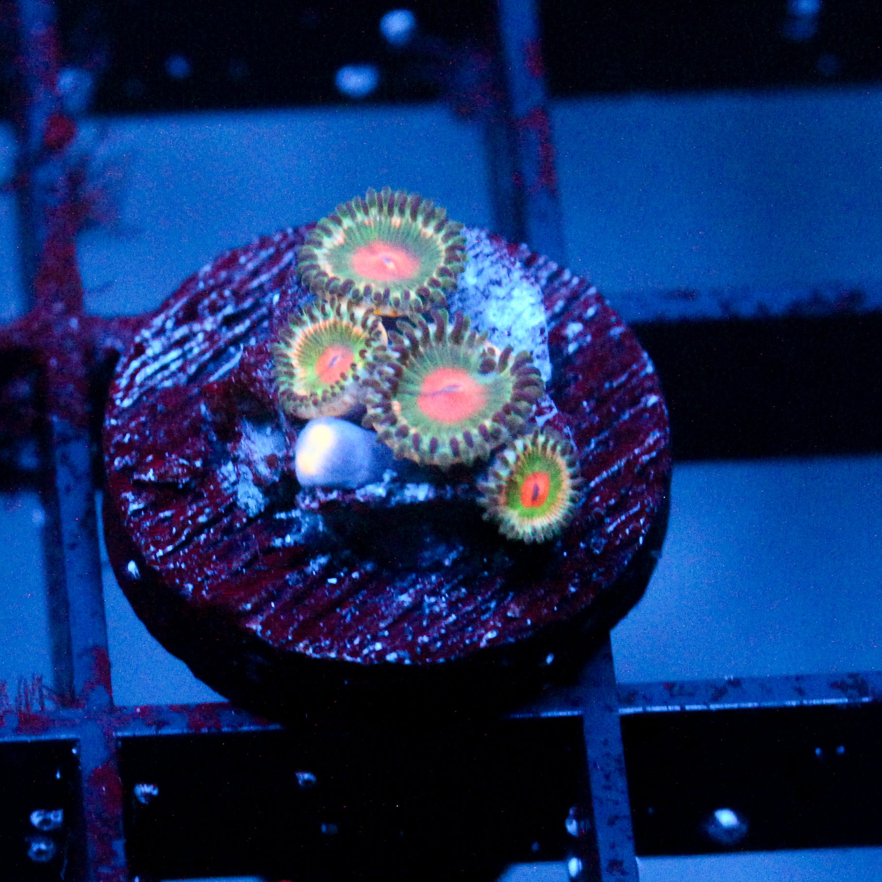 JC Alien Blood Zoanthid