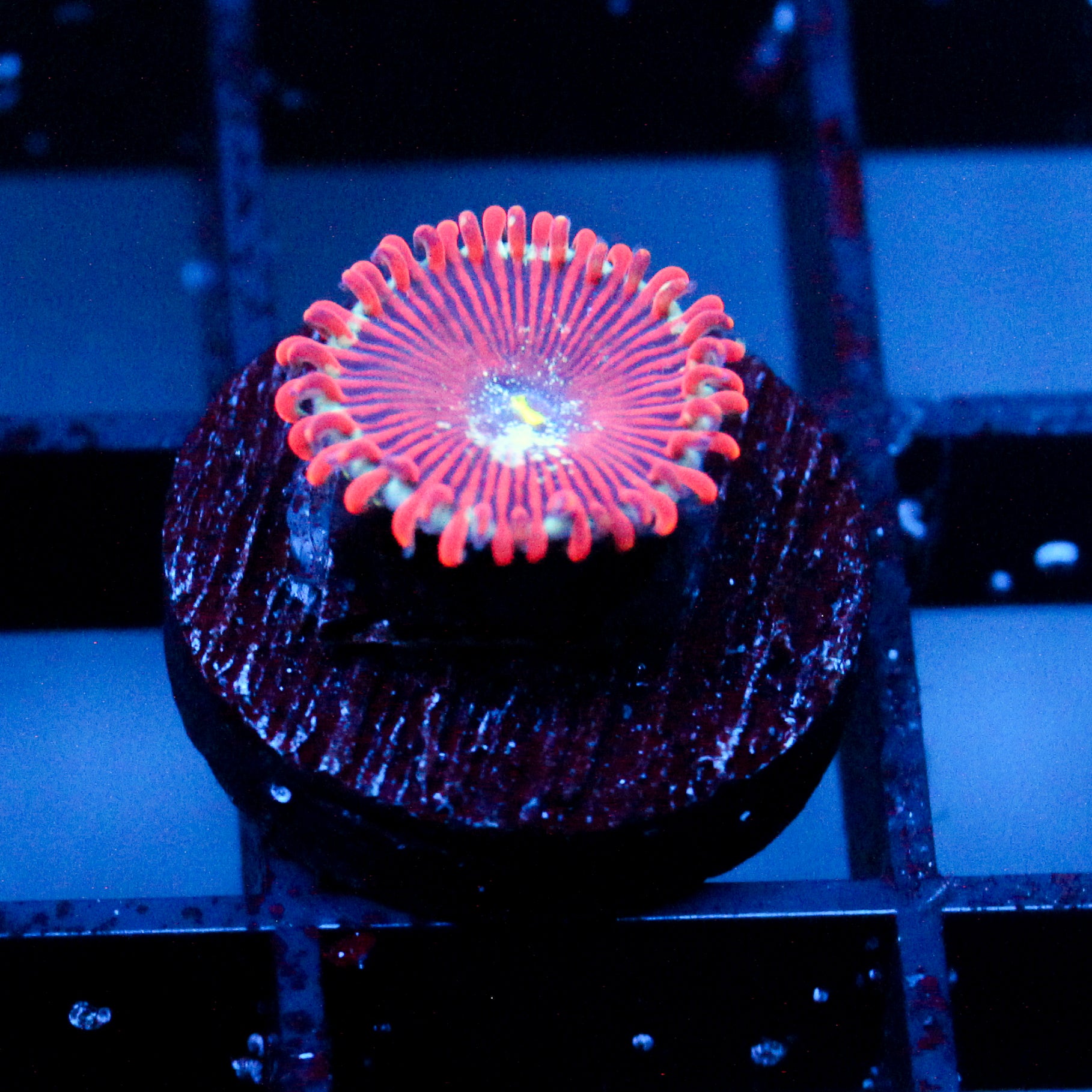 JC Magician's Zoanthid