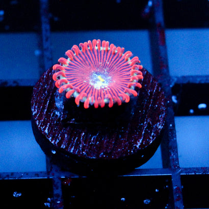 JC Magician's Zoanthid