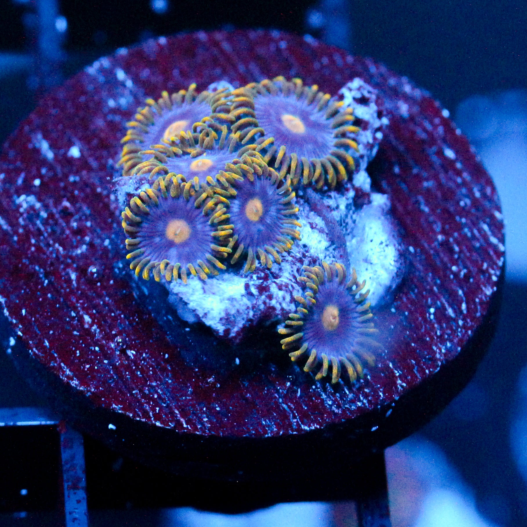 JC Gold Burst Zoanthid
