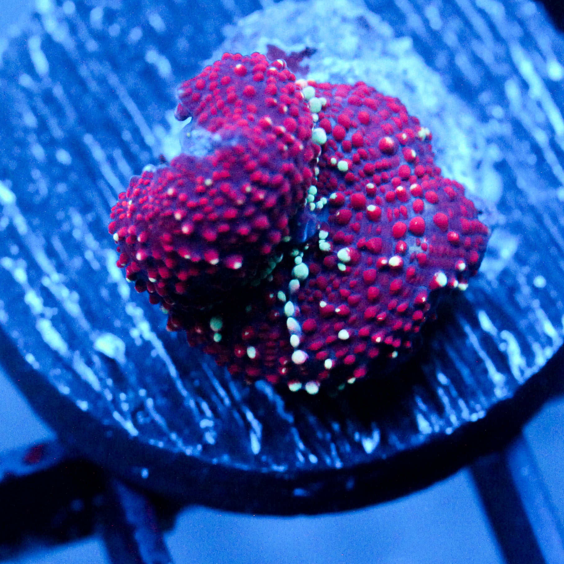 JC Interstellar Discosoma