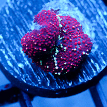 JC Interstellar Discosoma
