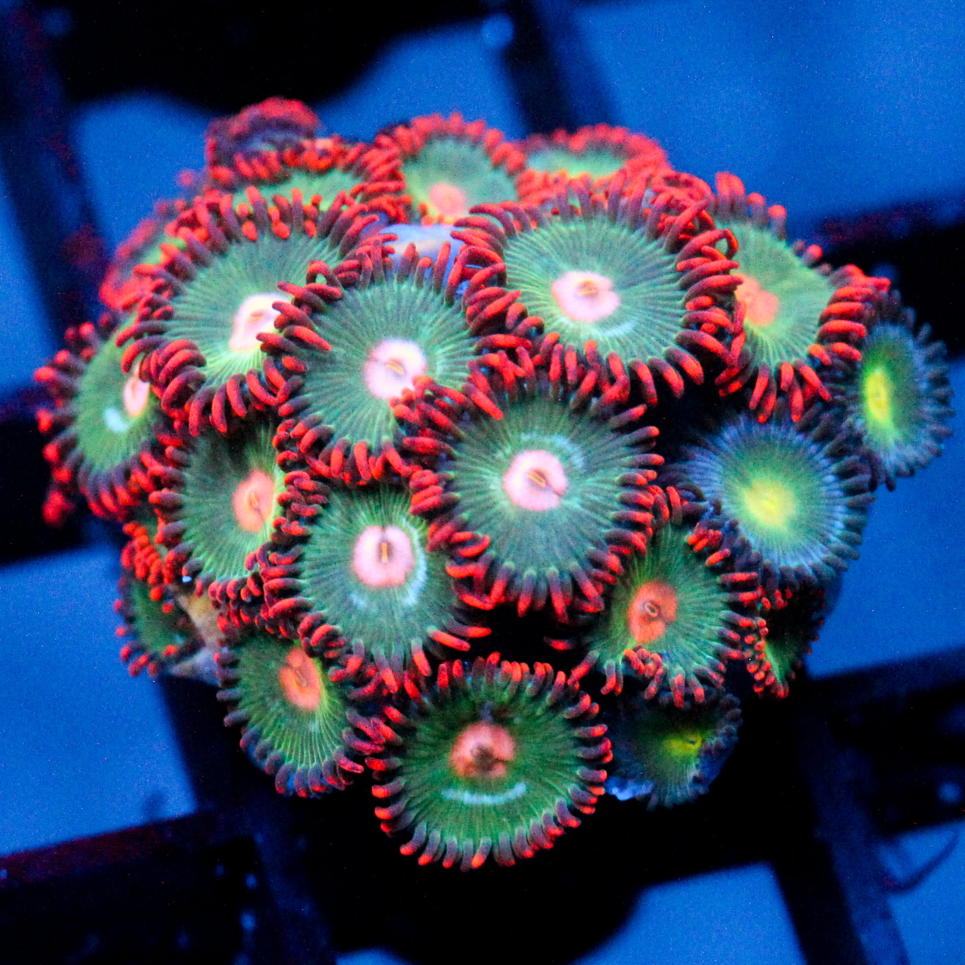 JC Gatorade Zoanthid