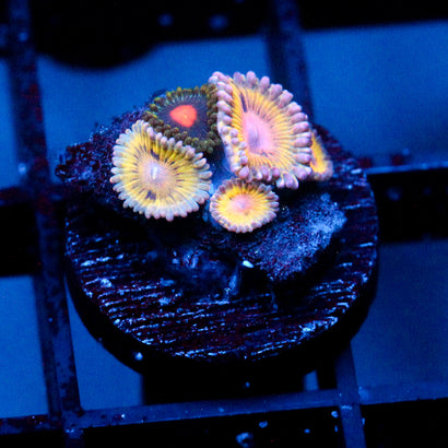 JC Pink Seam Zoanthid Mix