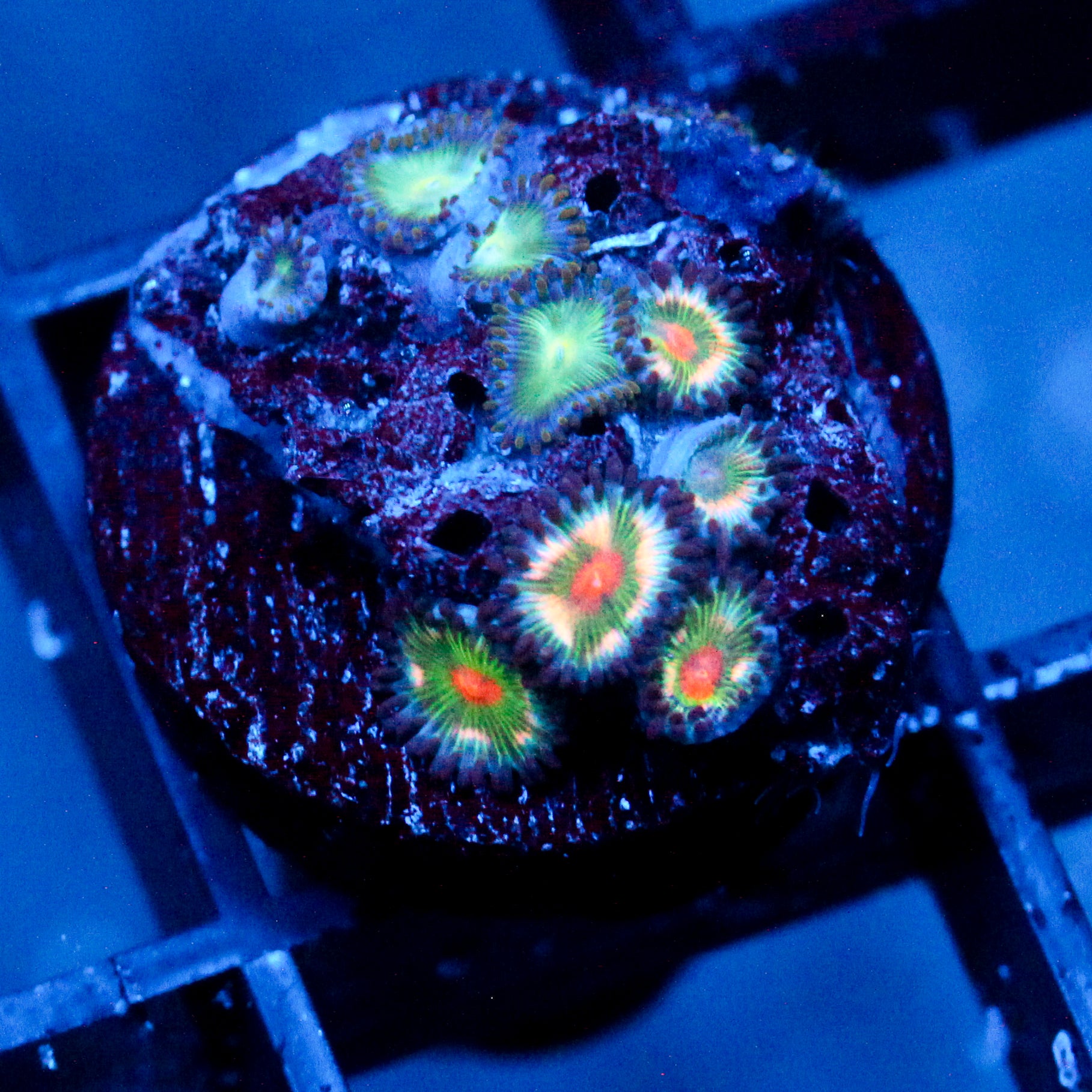 JC Tye Dye Reality Zoanthids
