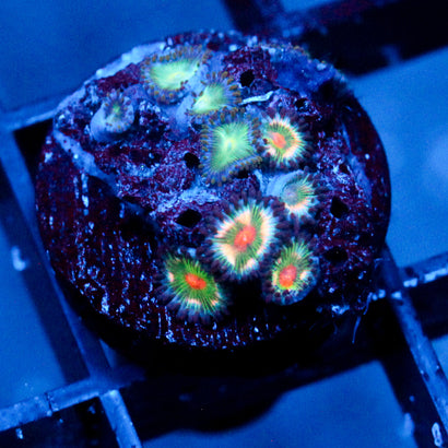 JC Tye Dye Reality Zoanthids