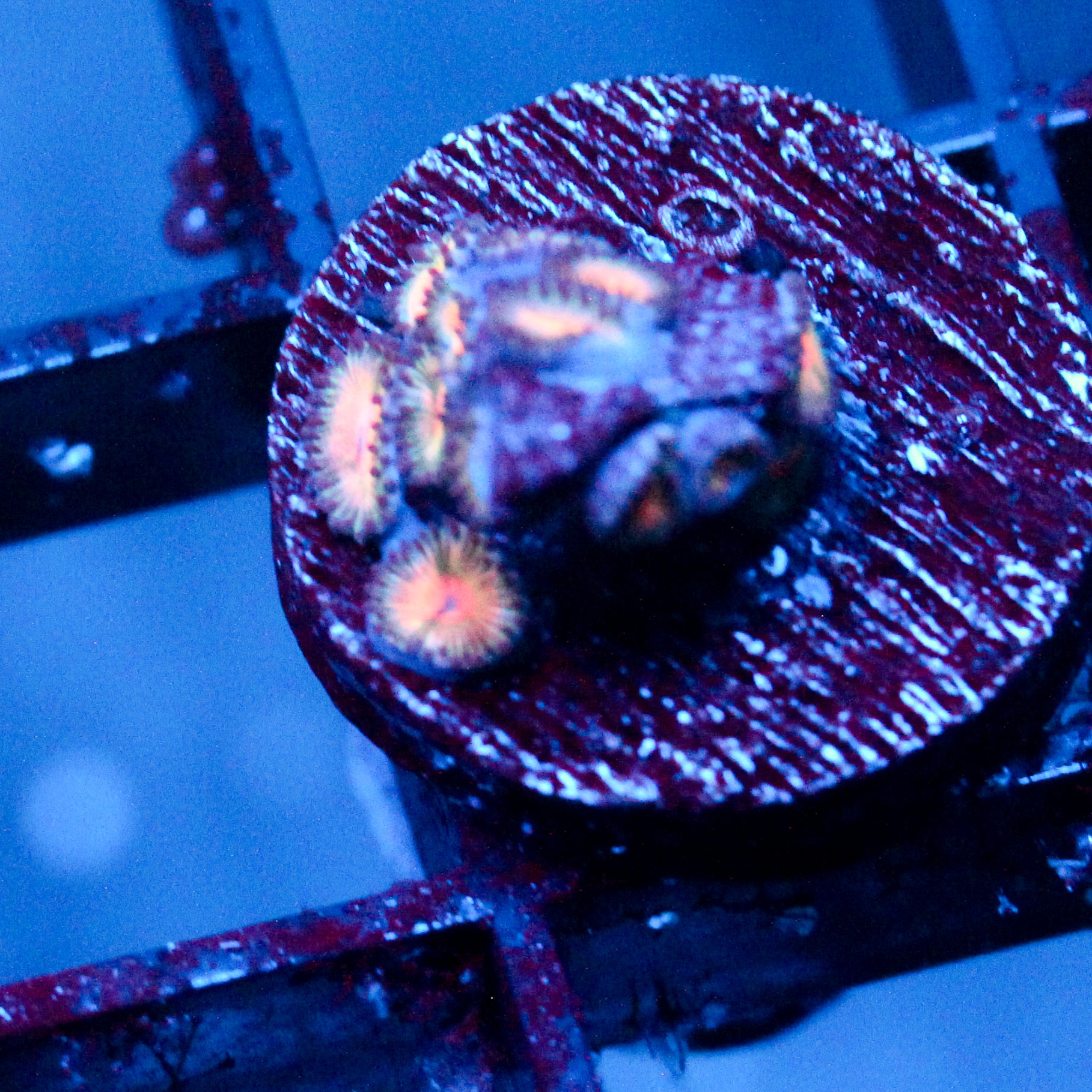 JC Peach Bellini Zoanthid