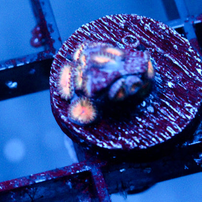 JC Peach Bellini Zoanthid