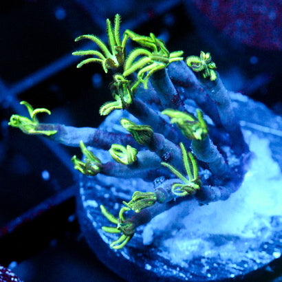 JC Pipe Organ Coral