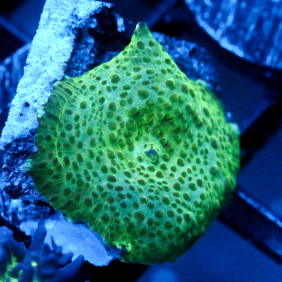 JC Tree Frog Discosoma