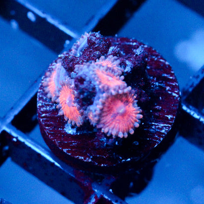 JC Amber Bliss Zoanthid