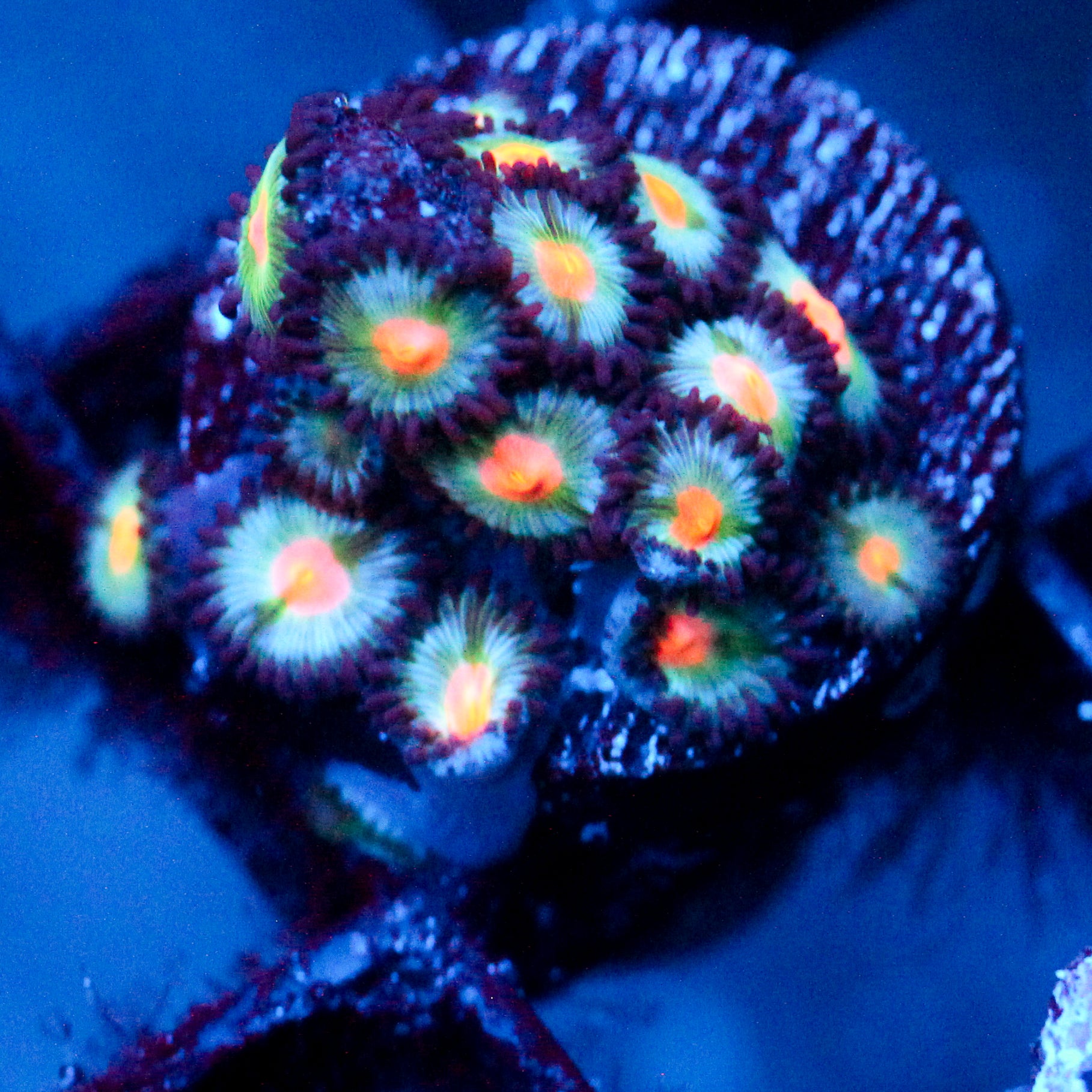 JC Blue Raven Zoanthid